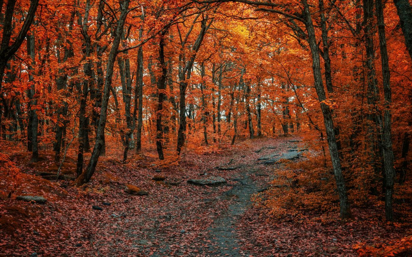 brown trees on brown field during daytime by Konstantin Dyadyun courtesy of Unsplash.