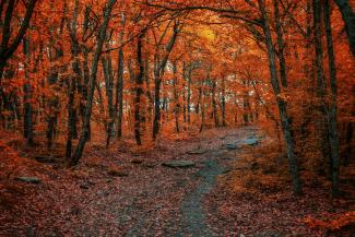 brown trees on brown field during daytime by Konstantin Dyadyun courtesy of Unsplash.