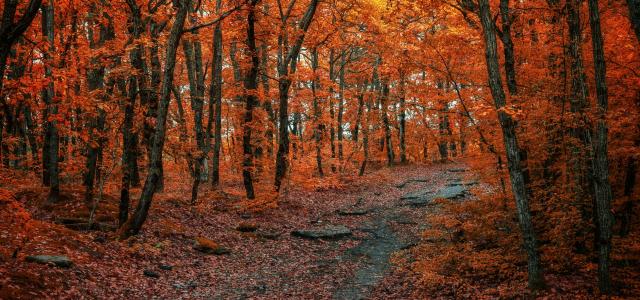 brown trees on brown field during daytime by Konstantin Dyadyun courtesy of Unsplash.